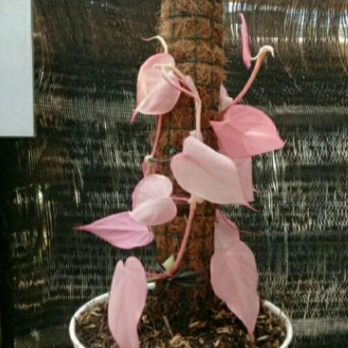 tanaman hias philodendron Melano mican pink