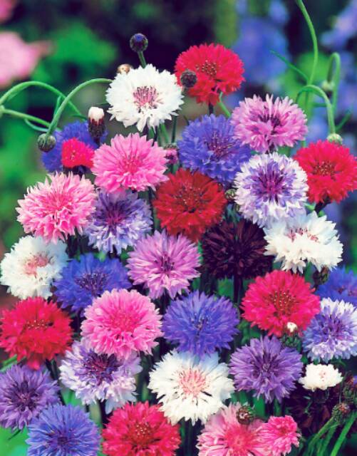 Amefurashi 50 Benih Bibit Biji Bunga Cornflower Mix Colour Edible Flower Bachelor's Button mudah tumbuh