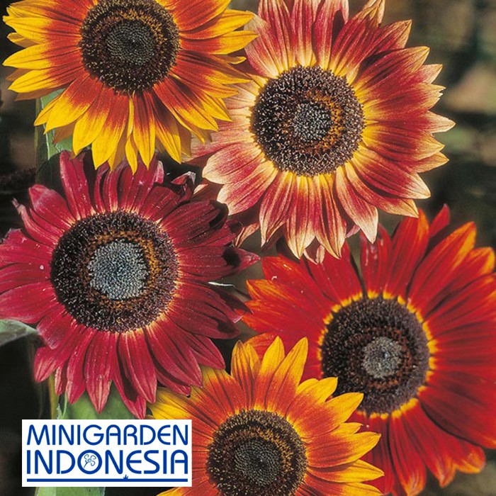 BENIH BUNGA SUNFLOWER EVENING SUN ECER 3 BIJI Bibit bunga matahari import  F1 Mr Fothergills