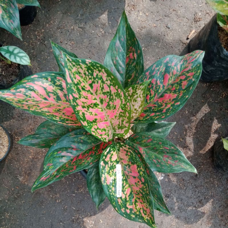 Aglonema red venus induk jumbo isi 2 btng cakep