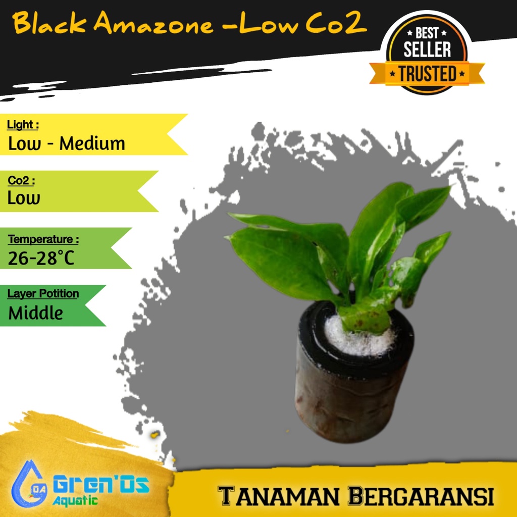 Jual Black Amazone Tanaman Tumbuhan Aquascape Low Co2 Shopee Indonesia