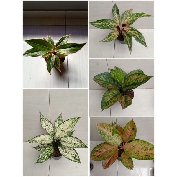 paket aglonema remaja  super murah
