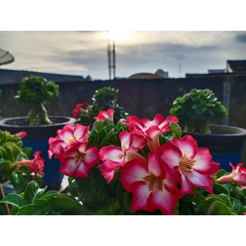 Benih Biji Adenium
