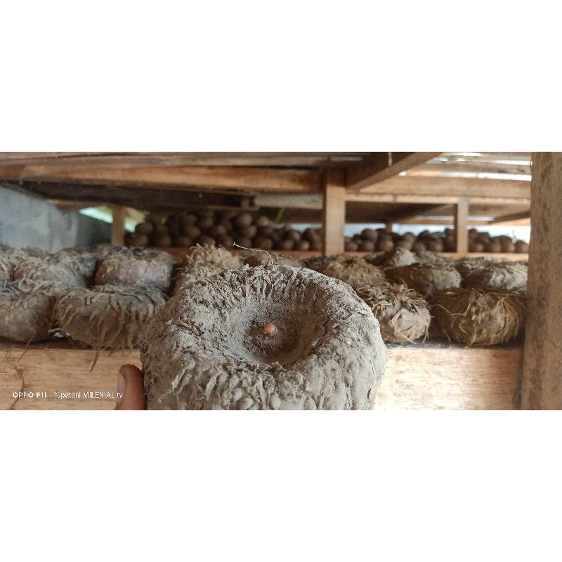 porang (1kg) umbi bibit