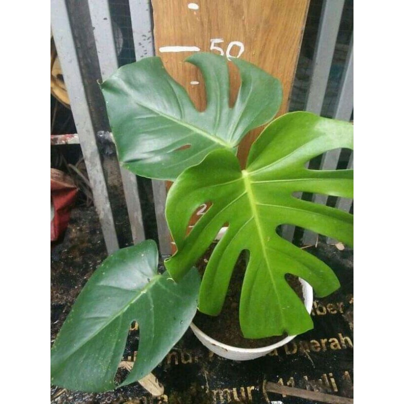 monstera ekor naga kink