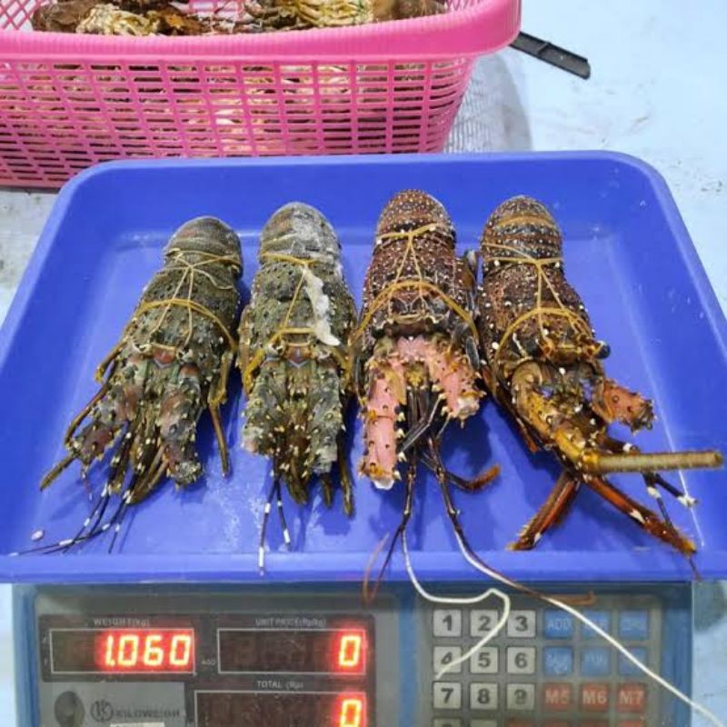 

1 kg Lobster isi 4