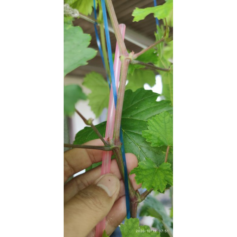 entres anggur import sugar crispy