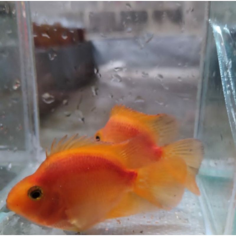 ikan perot merah merona