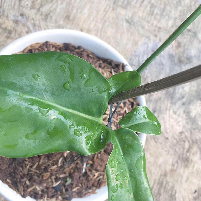 Pky Tanaman Hias Philodendron Goeldii Bibit