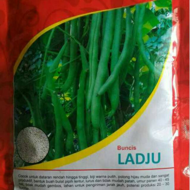 Benih Buncis Biji Putih LADJU || Bibit Buncis || Biji Buncis || Buncis Ladju || Benih Sayuran