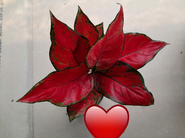 Tanaman Hias Aglonema Ruby Garuda