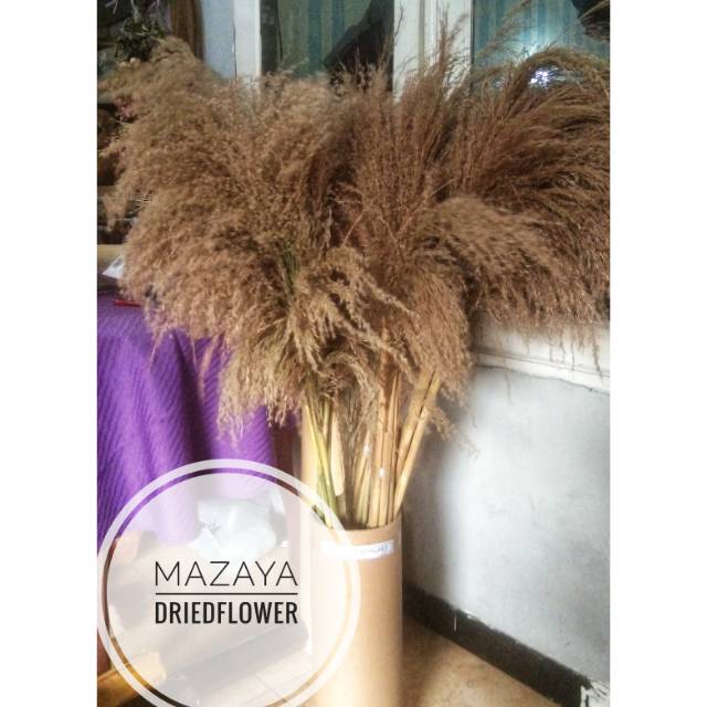 Pampas  -  pampas grass - pampas kering