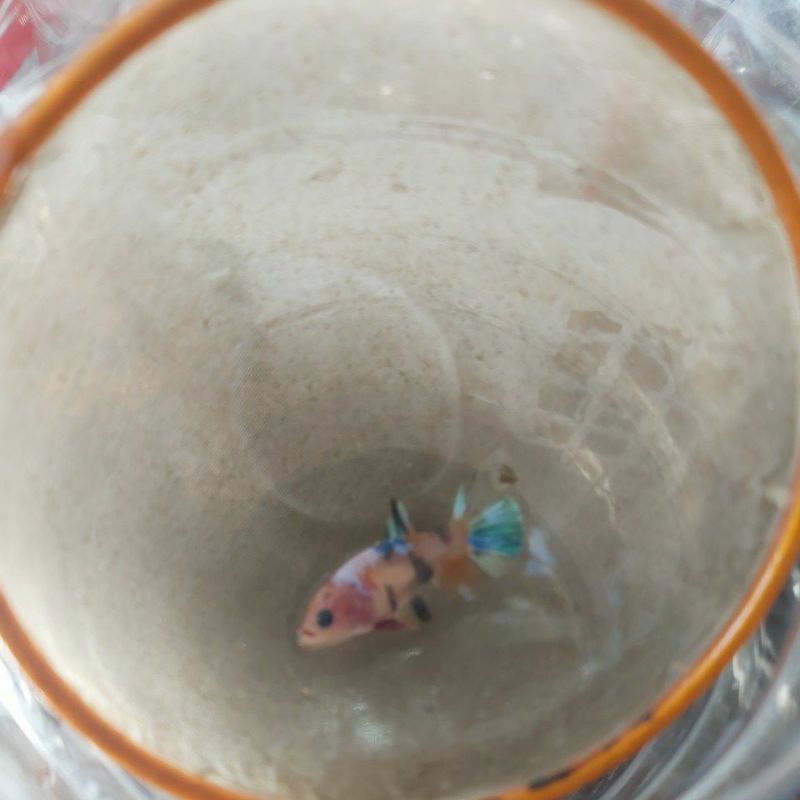 Cupang Betina Koi Multicolor Yellow Base Kuning