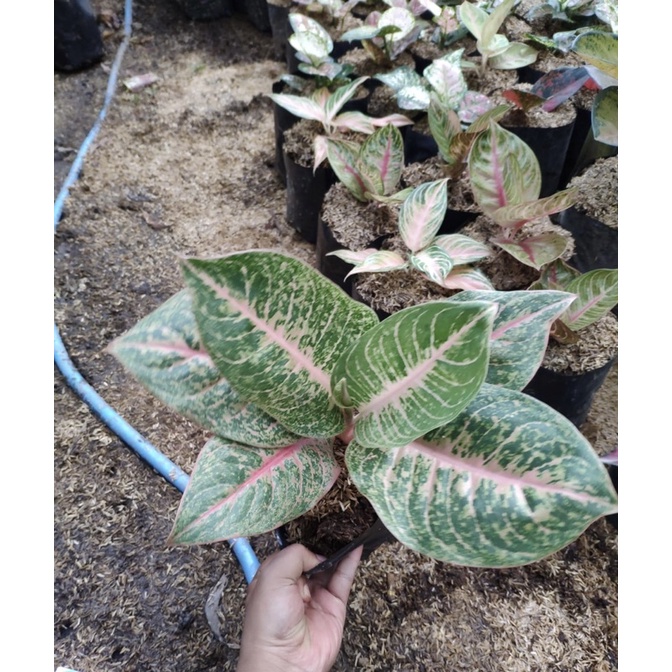 AGLONEMA HARLEY QUEEN