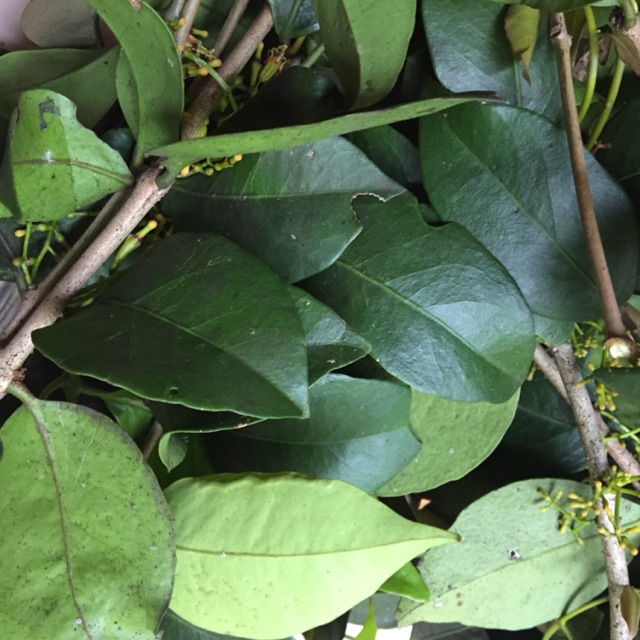 

Benalu jeruk nipis 1kg fres