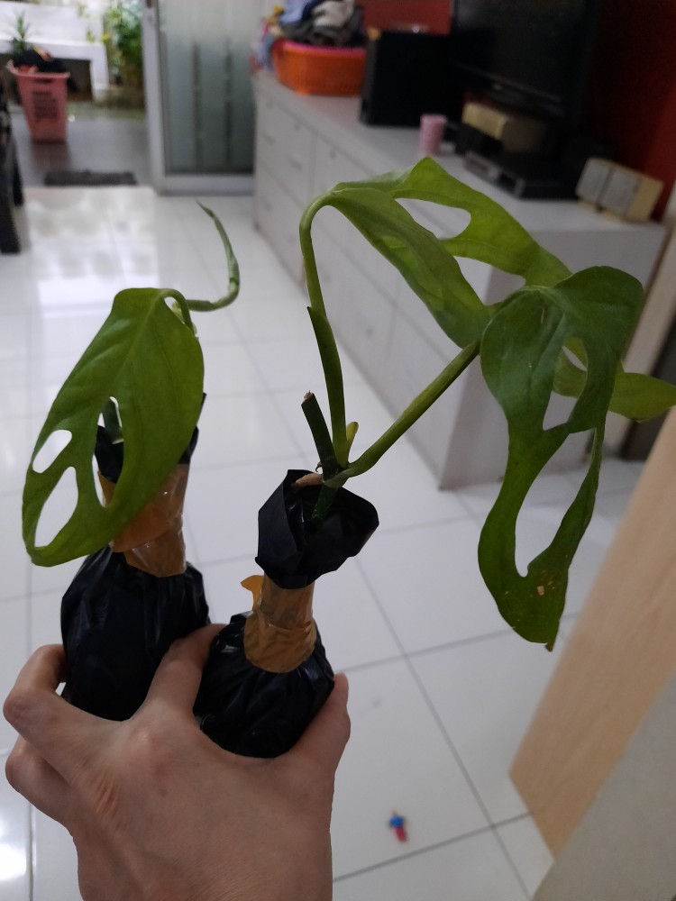 Janda Bolong Tanaman Hias Janda Bolong Bibit Monstera Obliqua Janda Bolong Murah