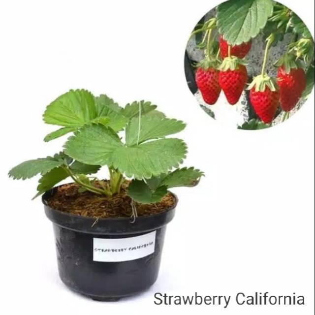 

Strawberry