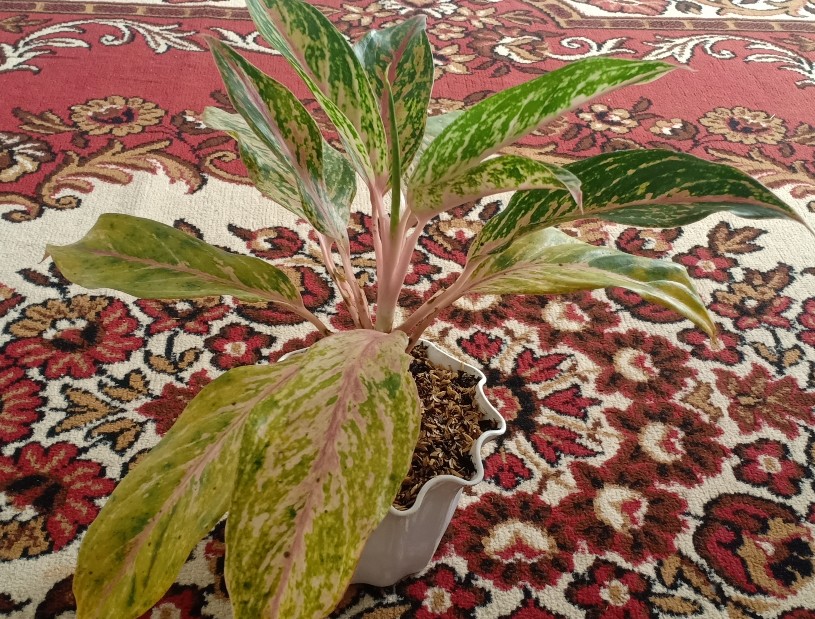 Aglonema Buterfly Induk