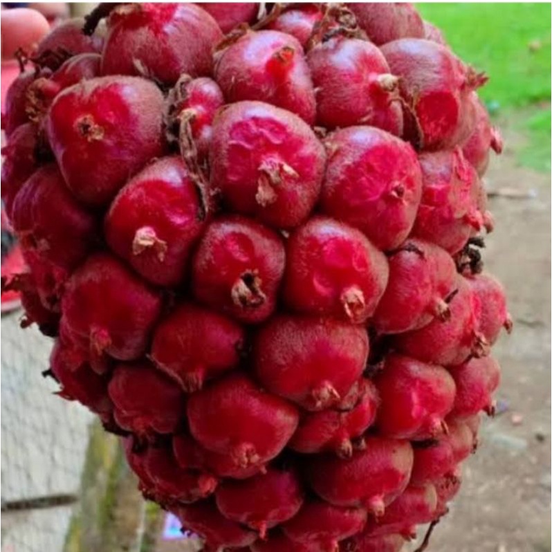 

kecombrang atau honje 1 kg