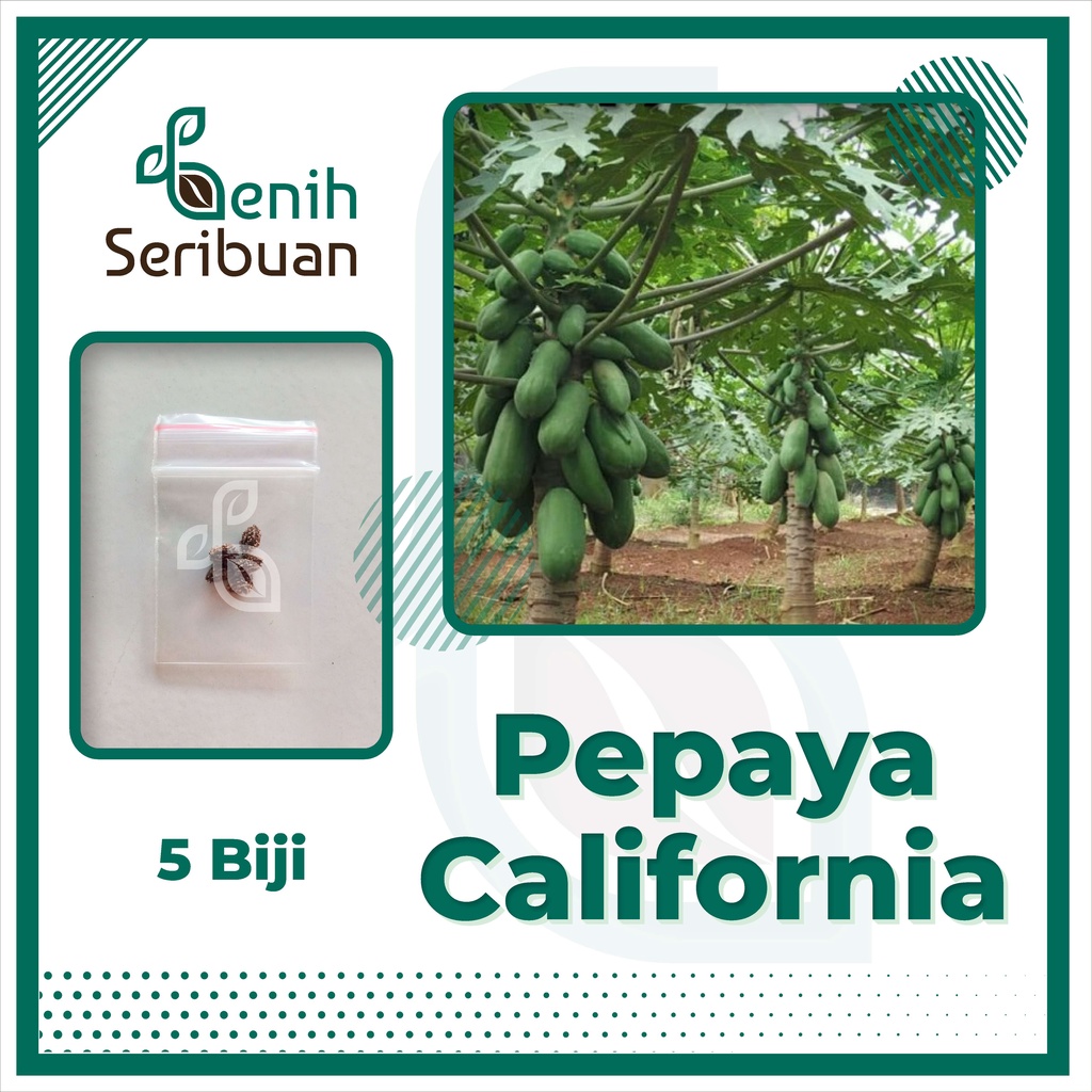 BS-BYL Benih Buah Bibit Tanaman Buah F1 Hibrida Unggul Anggur Strawberry Semangka Melon Labu Pepaya Jambu Blackberry Ciplukan Raspberry dll-PEPAYA CALIFORNIA