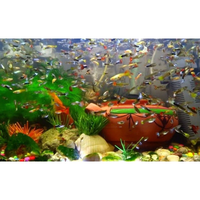 paket ikan guppy cendolan isi 6 ikan ( Random)