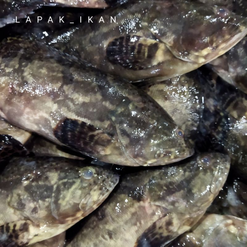 

Ikan Kerapu Macan Segar 1~Kilogram