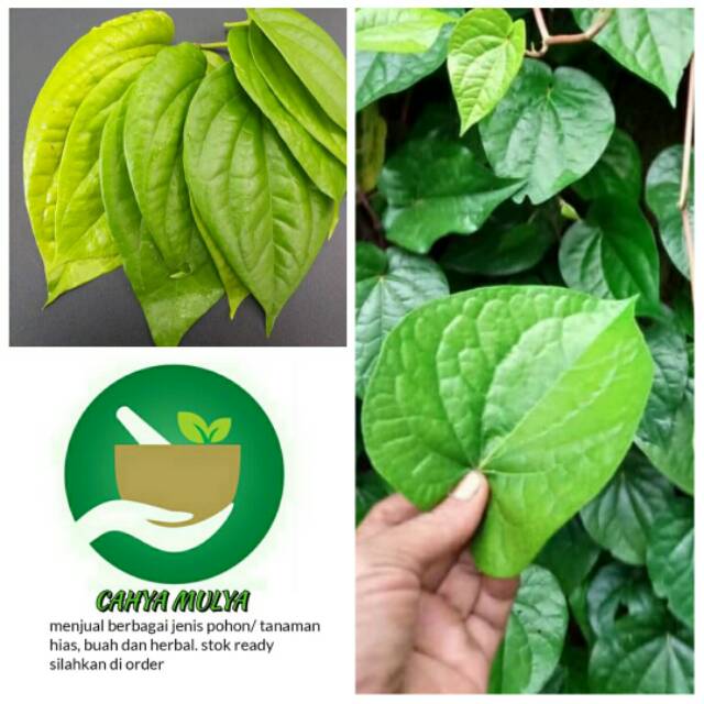 Daun sirih hijau segar 1 kg