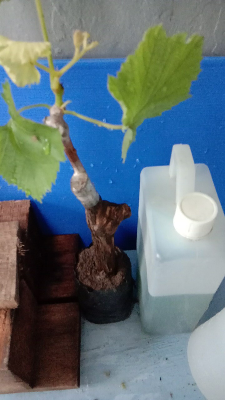 Bibit Anggur Jupiter Import. Bisa Untuk Tambulapot Harga Sanggat Terjangkau Bisa Cod