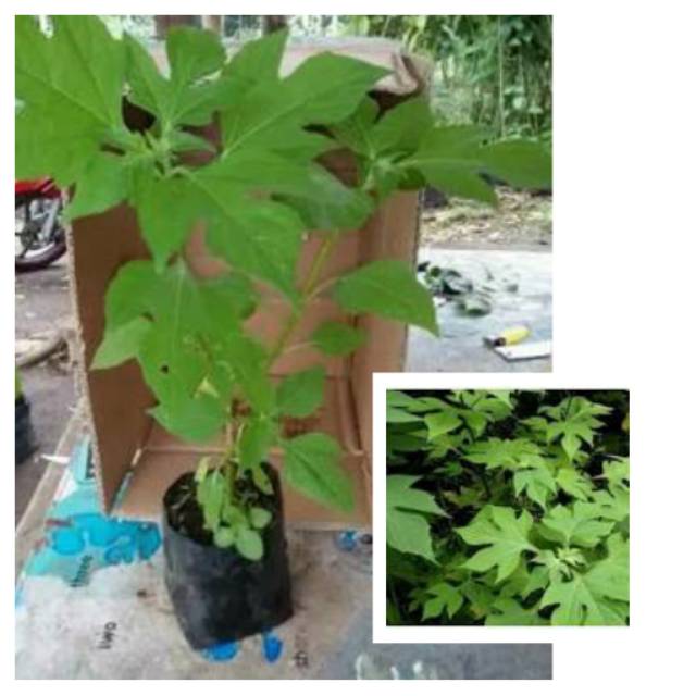 BIBIT DAUN INSULIN  KIPAIT