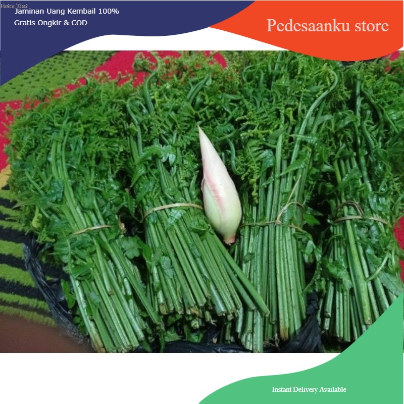 

pakis sayur terbaik 1kg