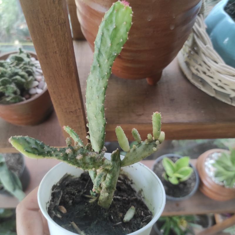 Kaktus sukulen varigata kaktus centong varigata