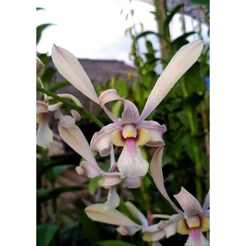 kekii anggrek dendrobium capung kalimantan