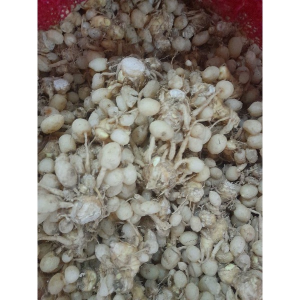 

kunyit putih 100 gram