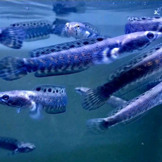 PROMO.. CHANA BLUE PULCHRA YELLOW SPOT || FLARING KACA  || UK 10-14 CM BONUS STIKER UNIK