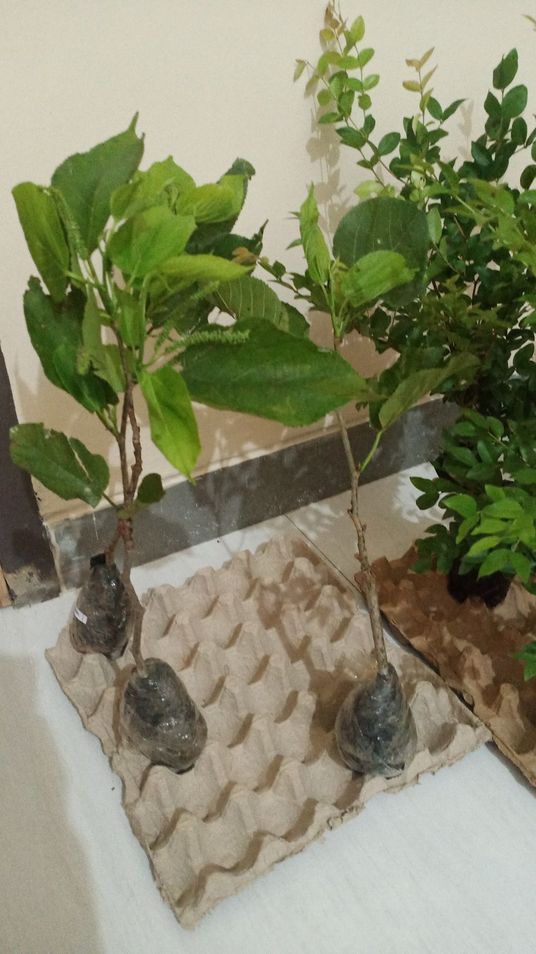 Bibit Long Murbei Super Manis