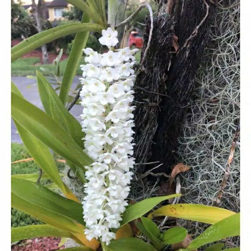 Tanaman hias bunga Anggrek retusa putih