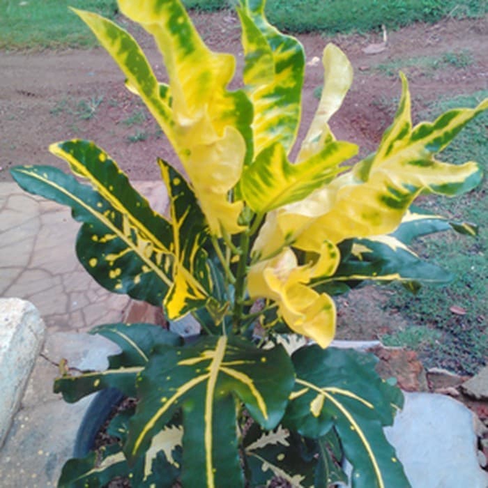 tanaman puring terang bulan, pohon puring terang bulan