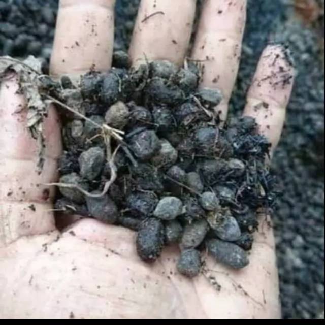 Media tanam organik / kotoran kambing /srintil /pupuk kandang /Kg