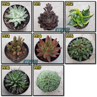 KAKTUS HIAS (H) BUNGA CACTUS SUCCULENT SEKULEN + POT