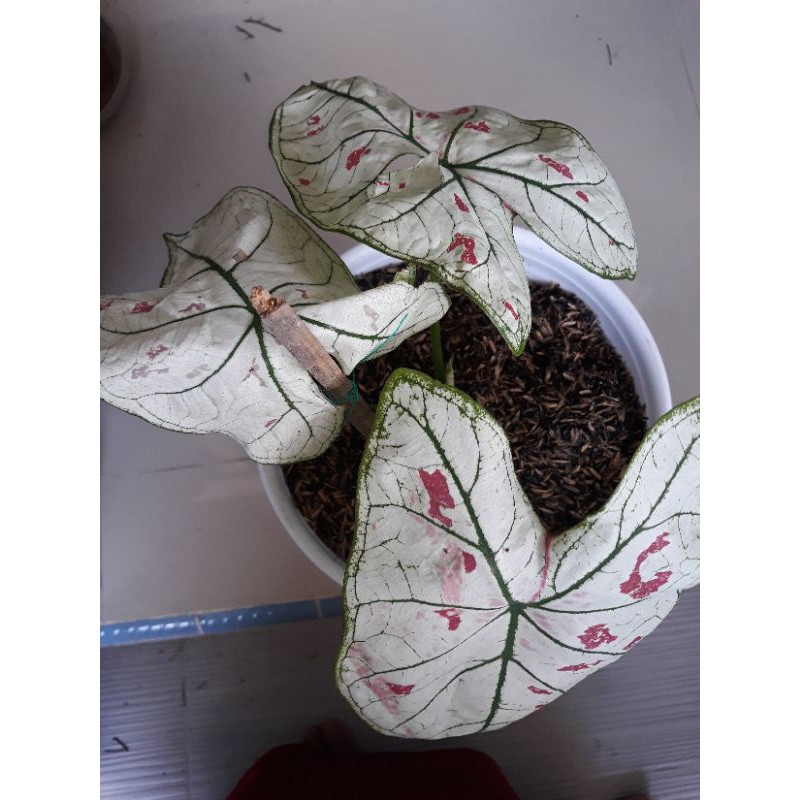 Keladi putih bintik merah