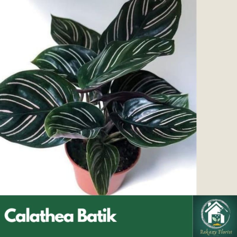 Calathea Batik / Calathea Ornata Pinstripe