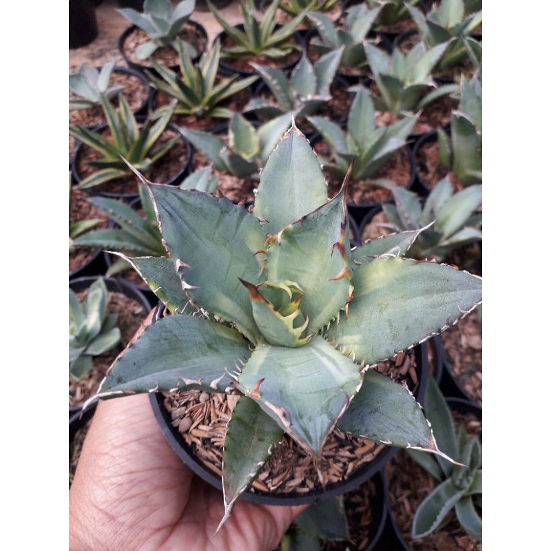 AGAVE TITANOTA