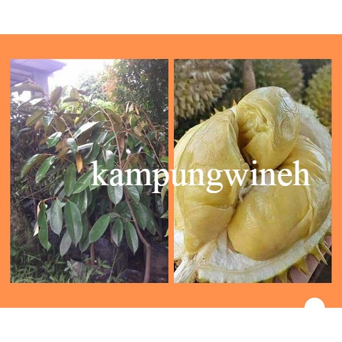 Bibit Durian Montong Okulasi