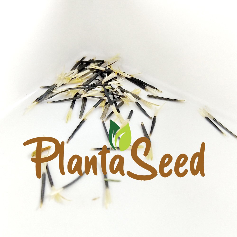 PlantaSeed - 50 Seeds - Marigold Petite Mixture Biji Bunga - PAS0204