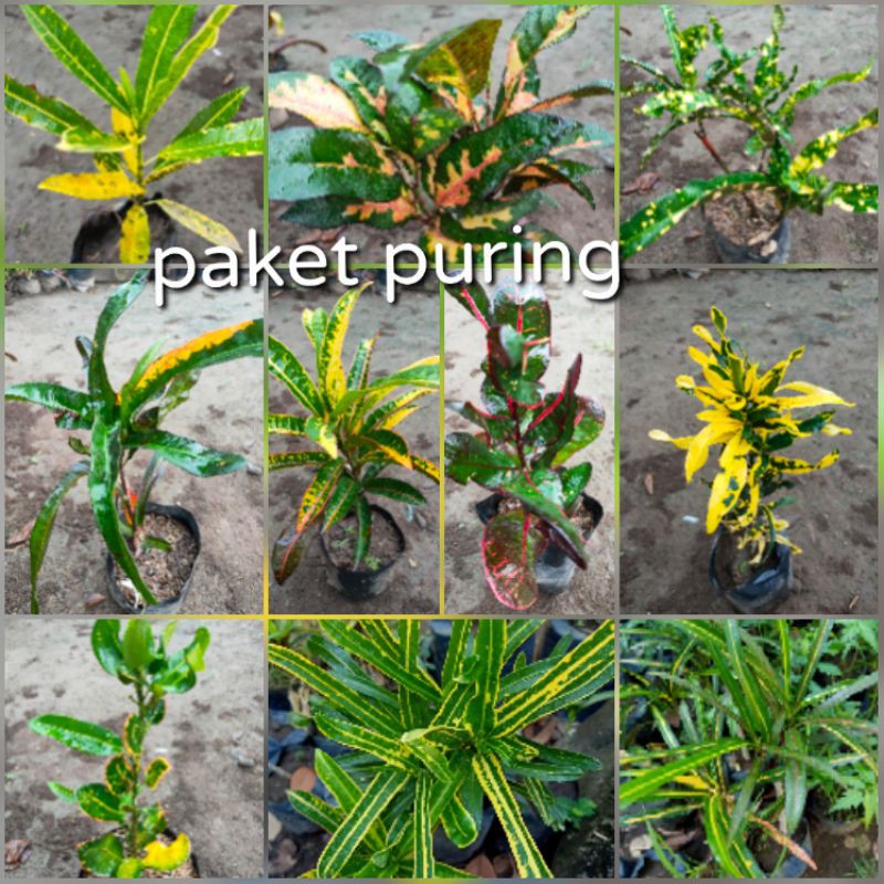 PAKET HEMAT PURING 10JENIS