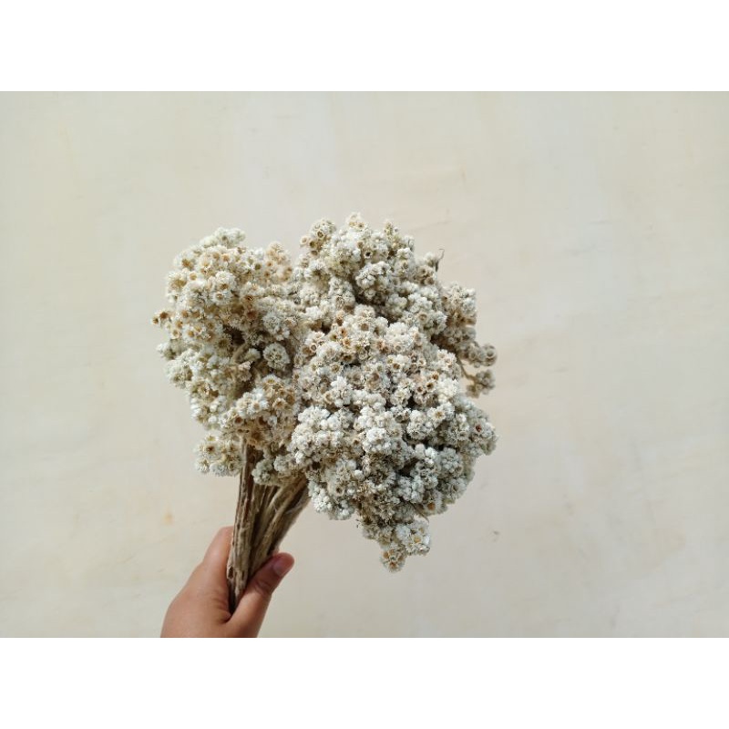 PROMO BUNGA KERING EDELWEIS | BUNGA KERING | DRIED FLOWER | DEKORASI RUSTIC | BUNGA EDELWEIS KERING 