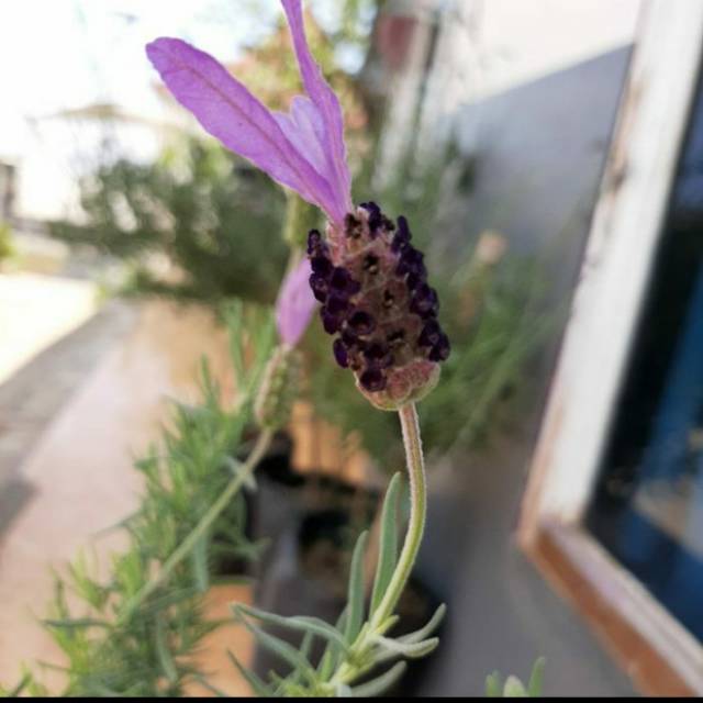 Tanaman lavender mexican asli