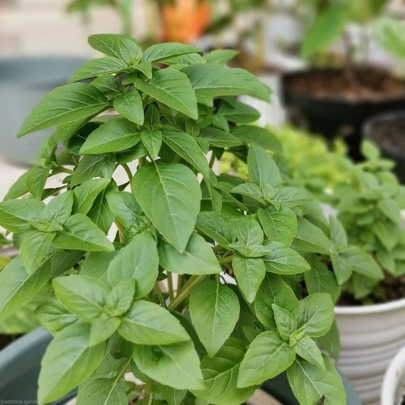 10 biji - Benih Basil SPICY GLOBE, mudah tumbuh