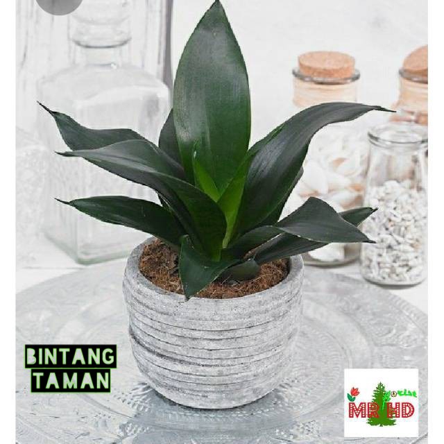 Tanaman hias Sansevieria black dragon