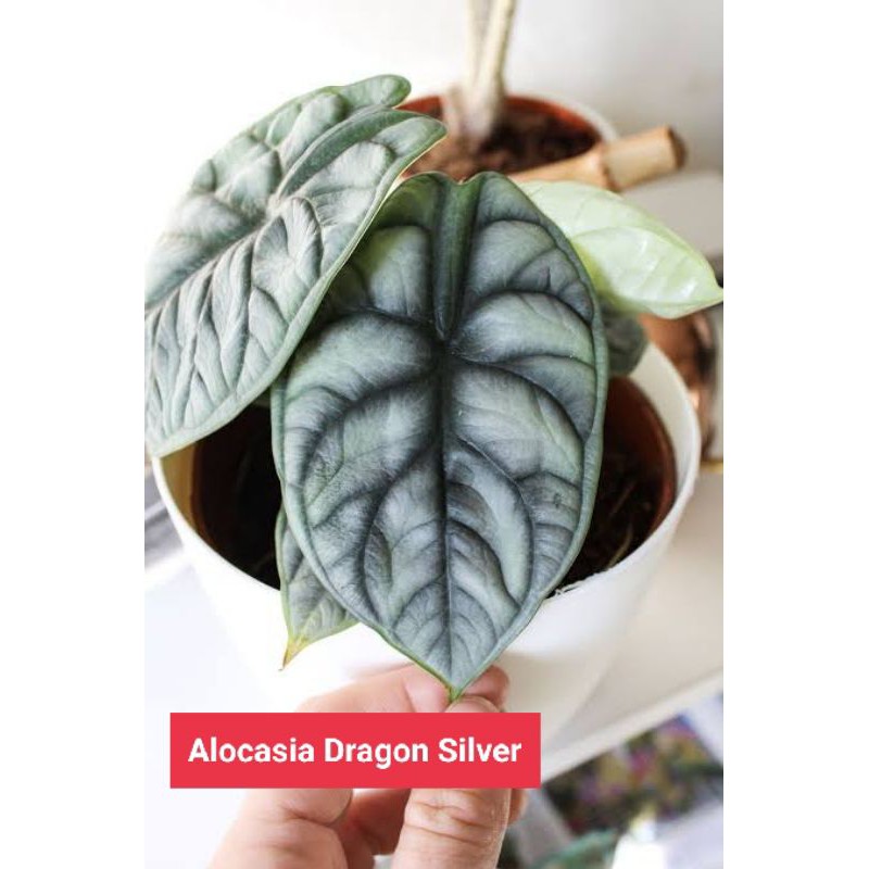 1 ONS Bonggol/ Pucuk Utuh / Kuncup / Umbi Bawah Alocasia Baginda/ Dragon Silver Kalimantan Termurah